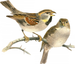 Sparrow PNG-20118